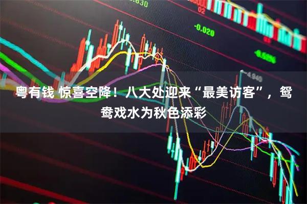 粤有钱 惊喜空降！八大处迎来“最美访客”，鸳鸯戏水为秋色添彩